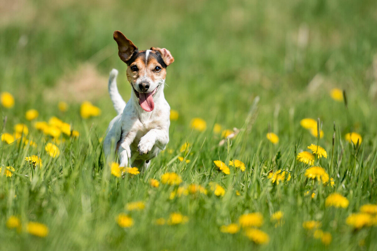 çimlerde koşan köpek