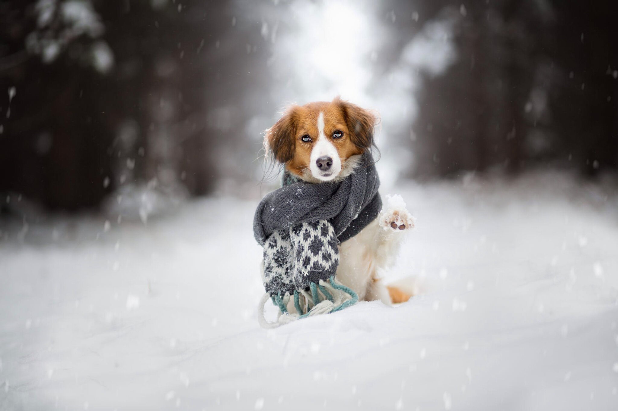 karda oturan üstünde atkı olan patisi havada köpek