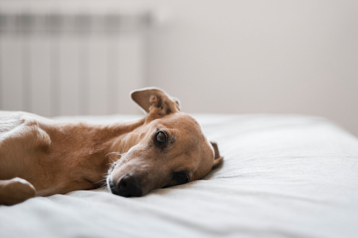 yatakta yan yatan köpek