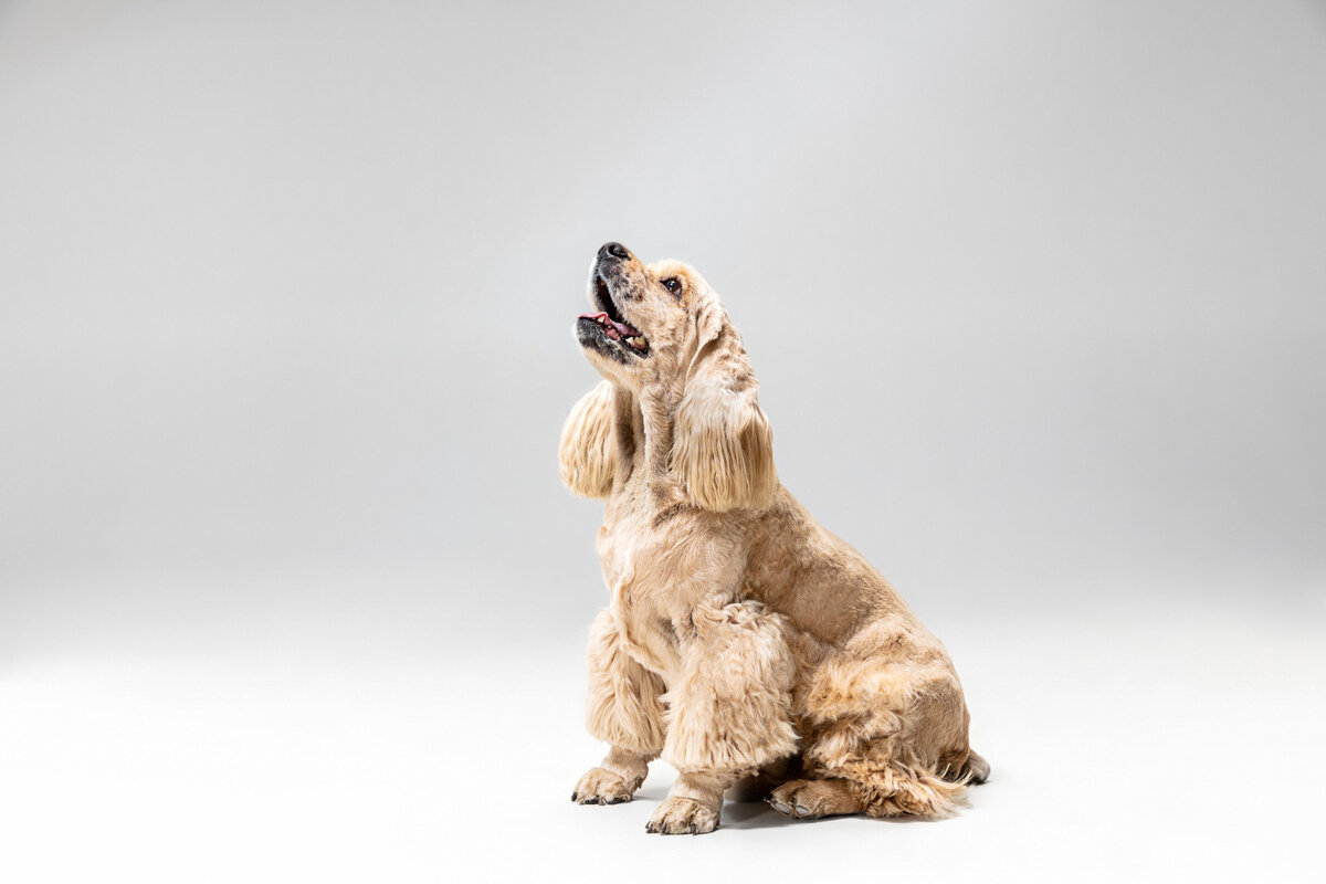 tıraş edilmiş oturan kahverengi köpek kafasını yukarı kaldırmış havlıyor