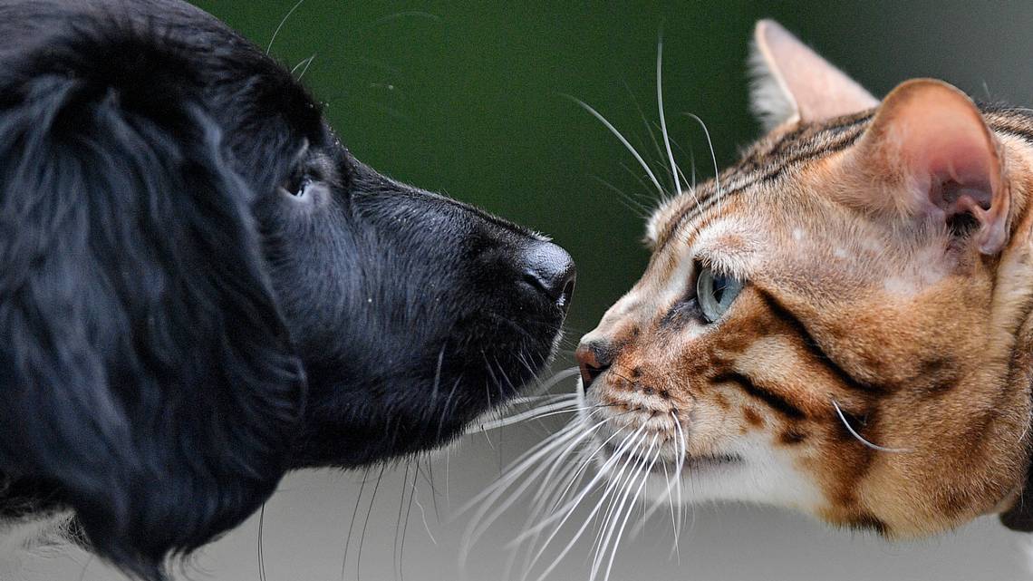 birbirine bakan kedi köpek