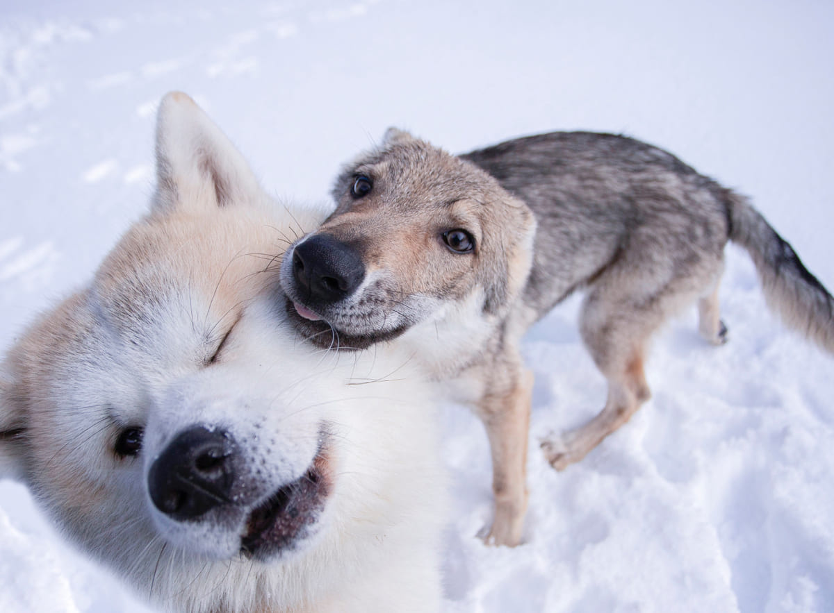 kurt görünümlü yavru köpek ve Akita karların üstünde