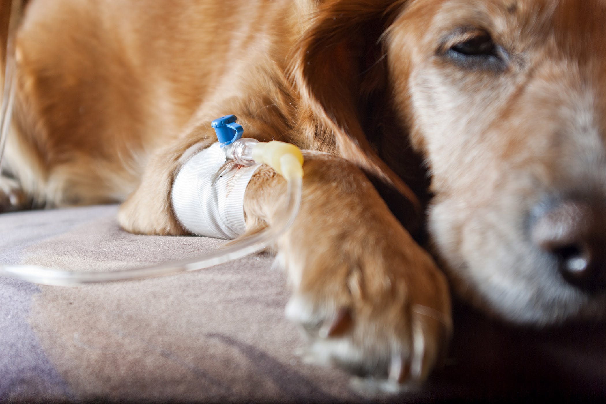 saline-laced dog undergoing treatment