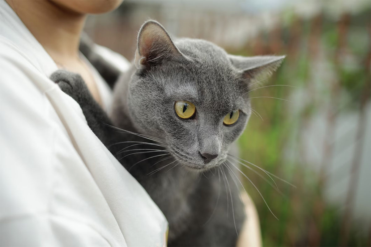 kucakta taşınan gri Korat kedisi