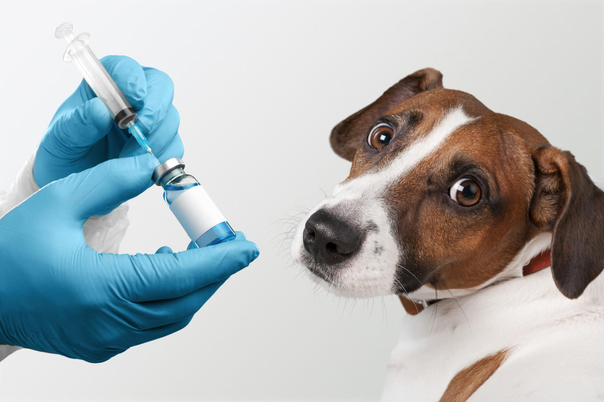 aşı hazırlanırken kadraja bakan yavru köpek