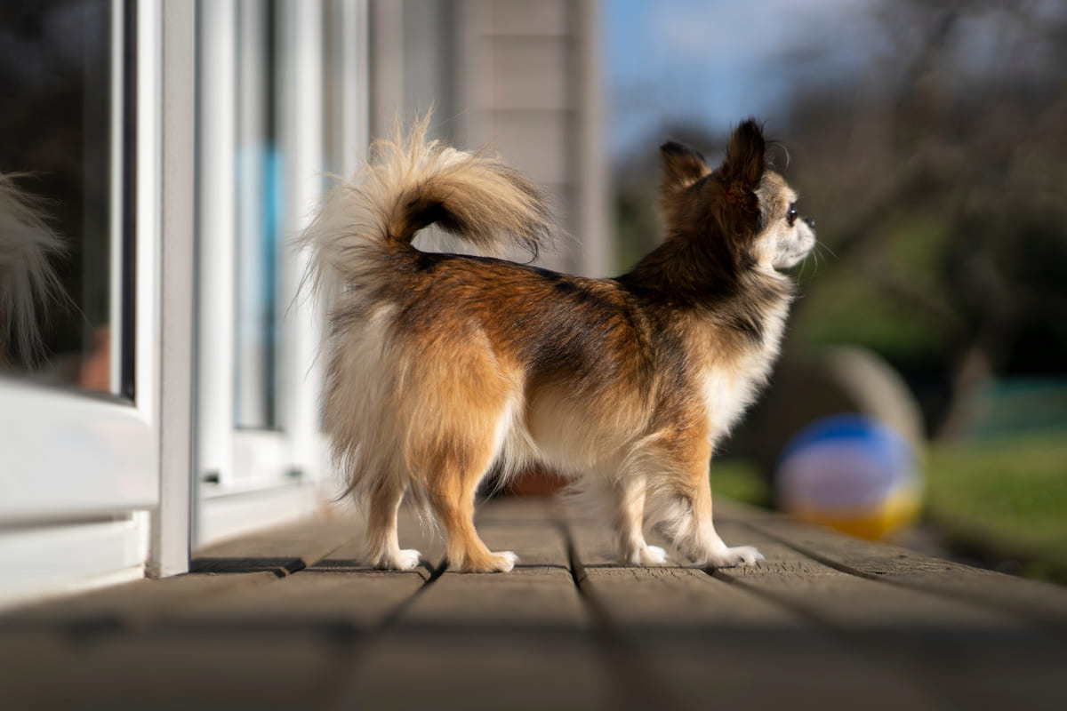 verandada durup karşıya bakan kıvrık kuyruklu küçük ırk köpek