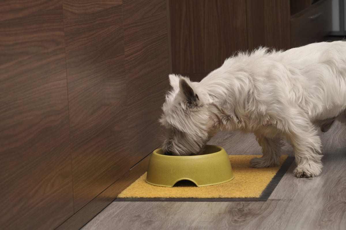 plastik mama kabından yemek yiyen beyaz küçük ırk köpek