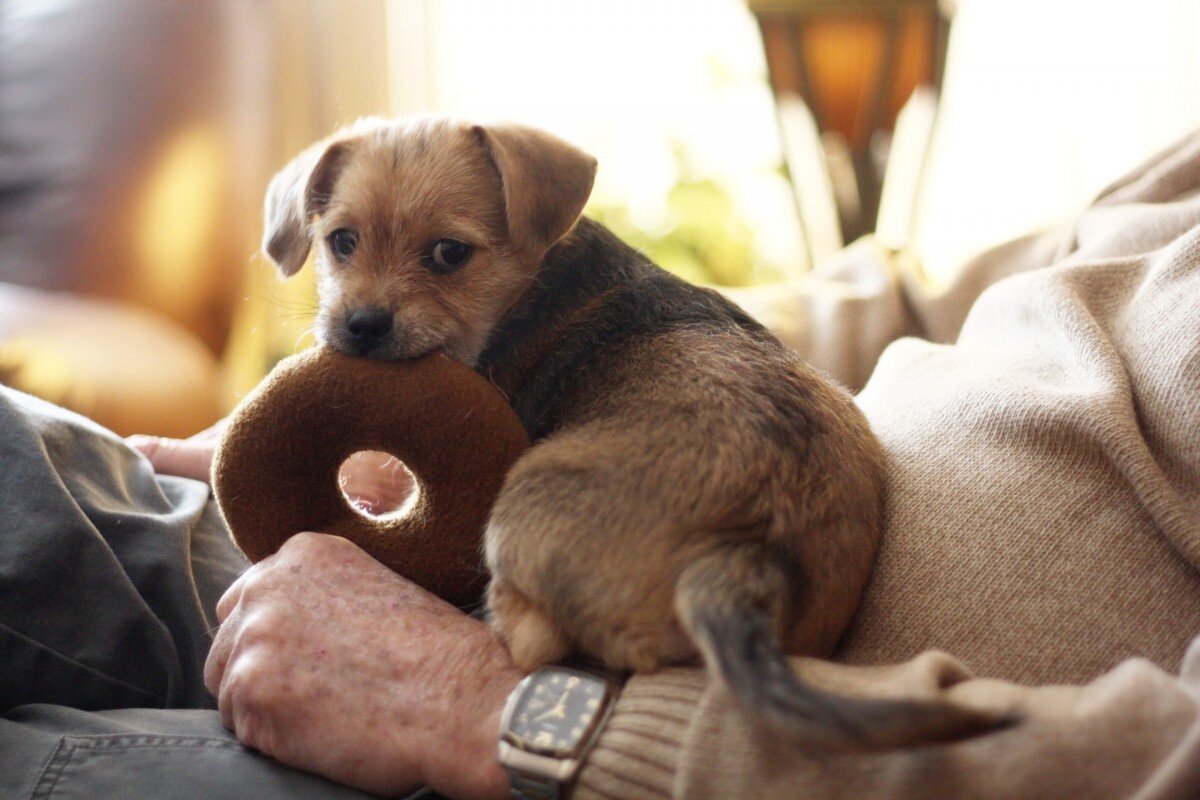 oyuncakla oynayan yaşlı kahverengi köpek