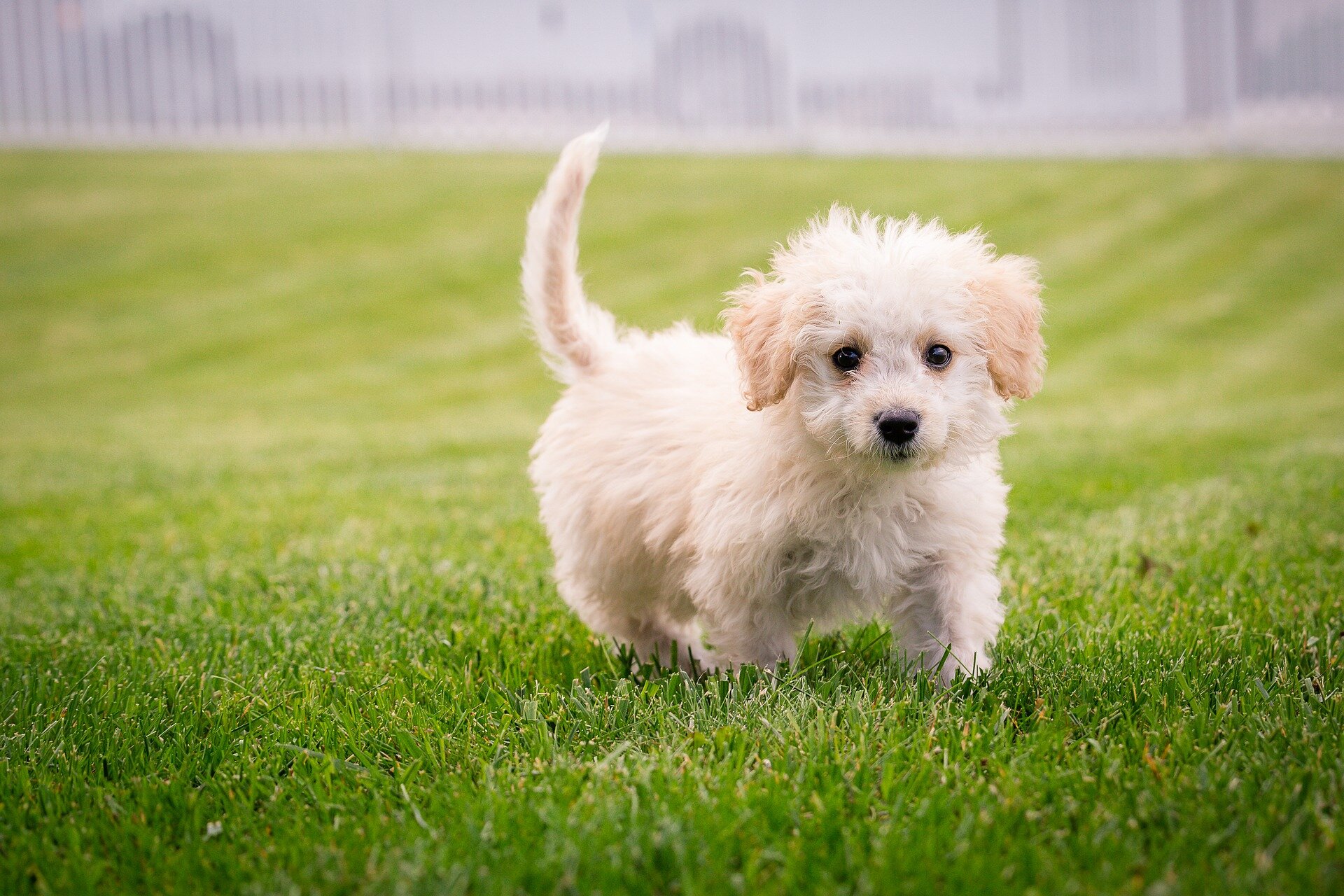 çimlerde yavru, beyaz tüylü küçük ırk köpek