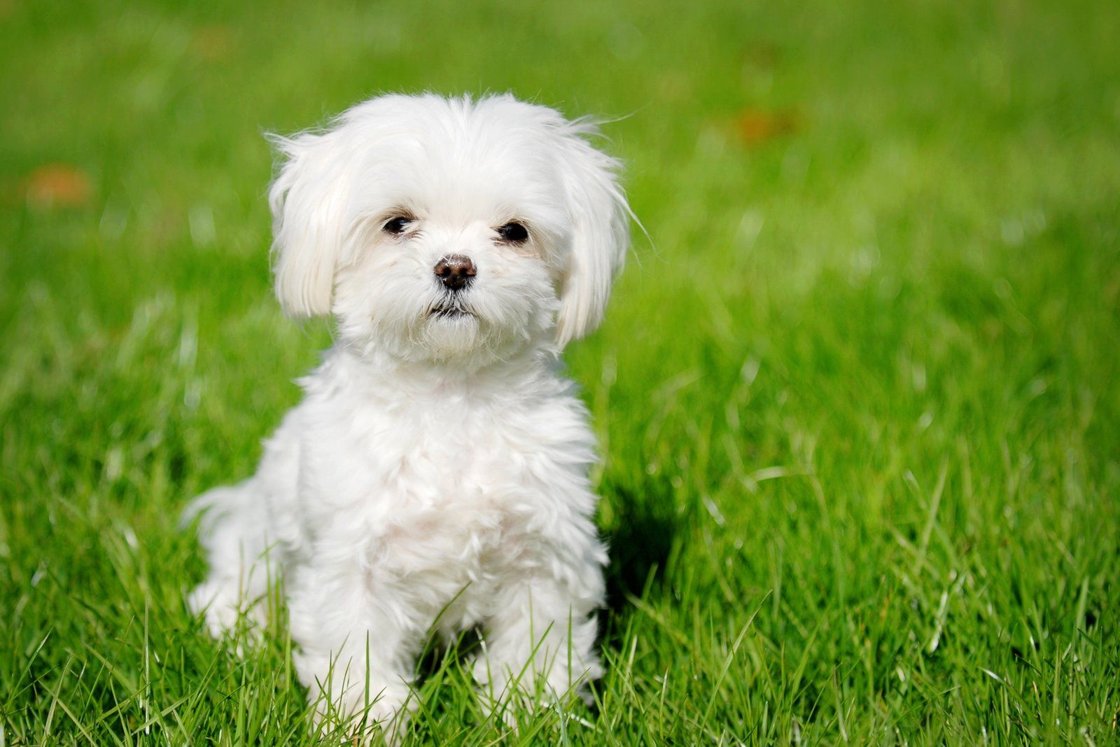beyaz yavru köpek