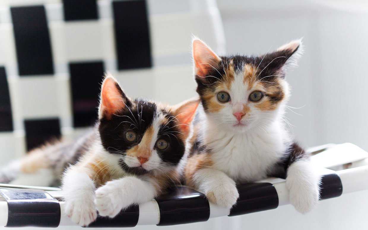 turuncu, beyaz ve siyah tüylü yavru kediler