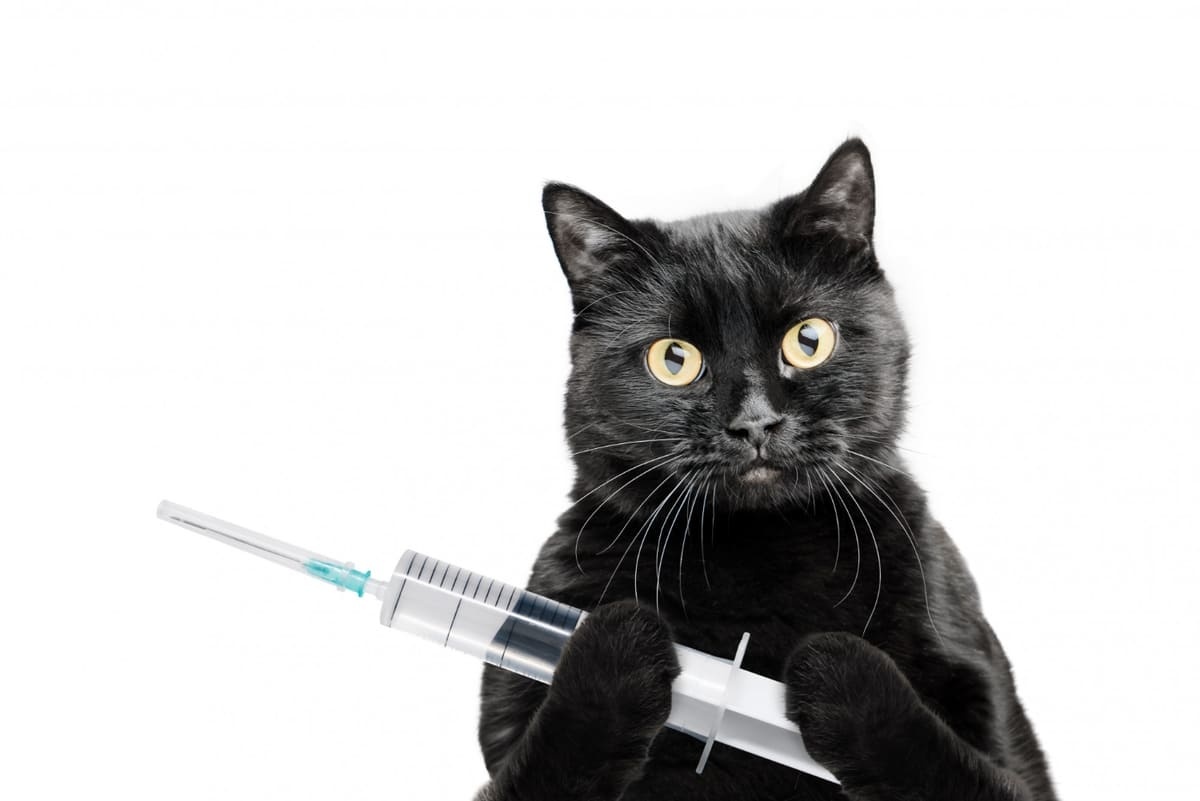 elinde şırınga tutan siyah kedi