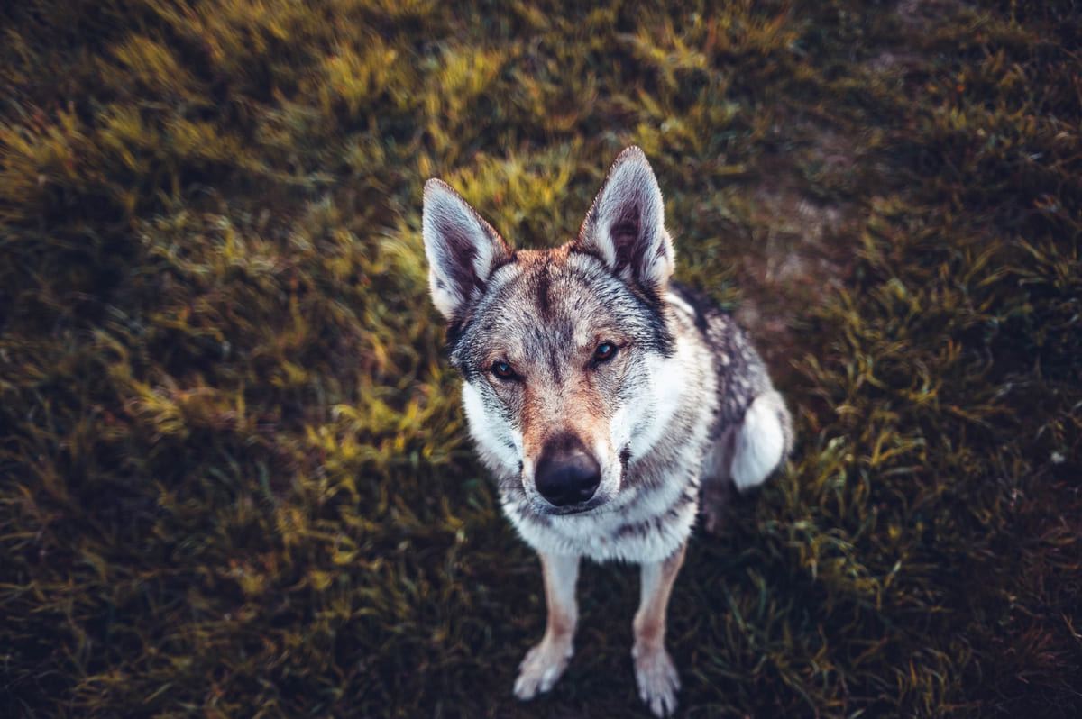açık havada oturan ve kadraja bakan kurt görünümlü köpek