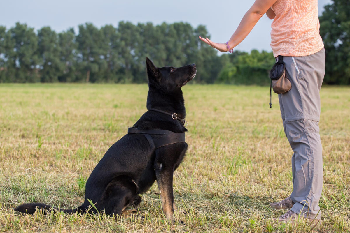 siyah kurt köpeği eğitimde