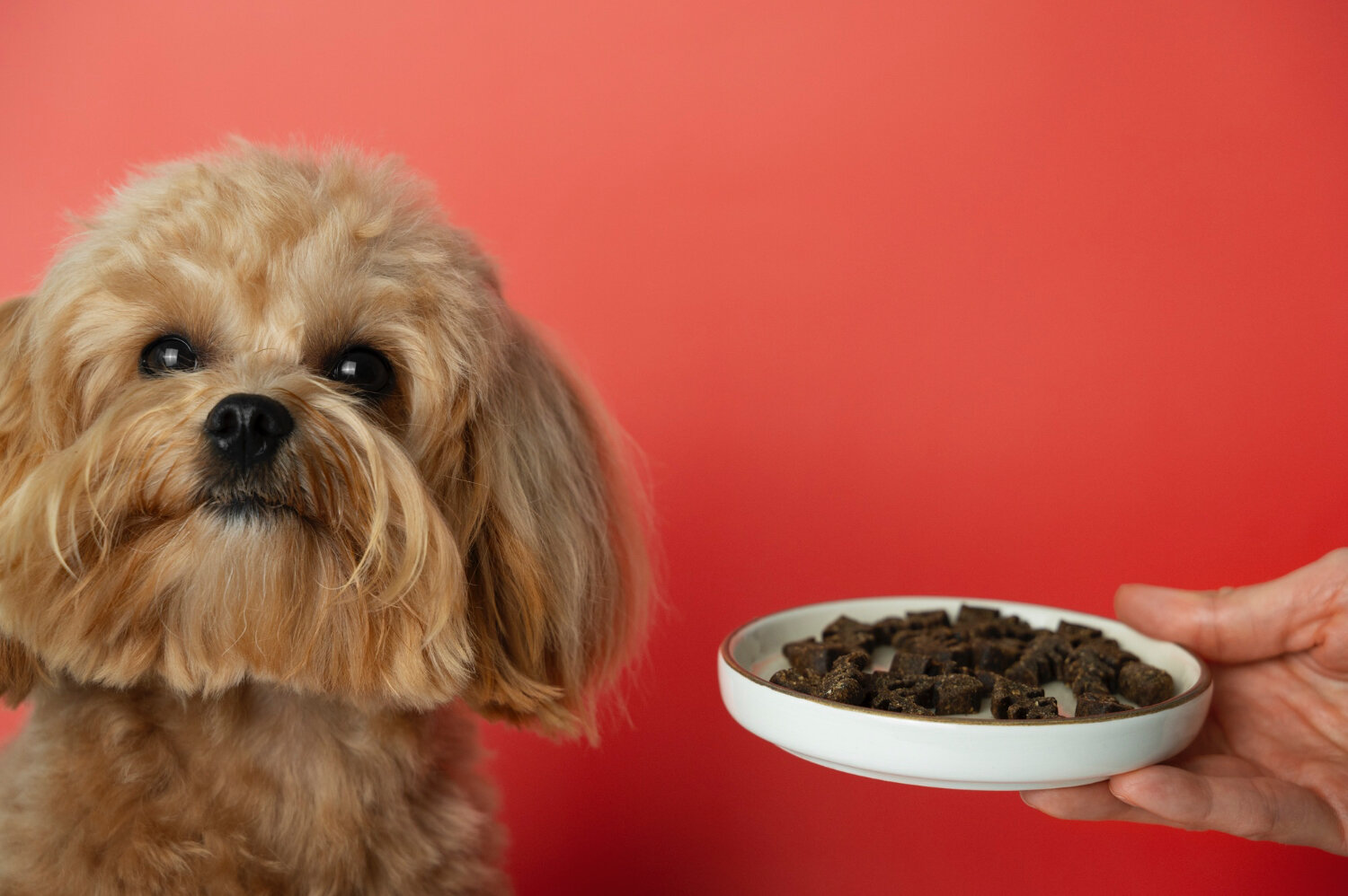 tabakta mama uzatılan toy poodle ırkı köpek