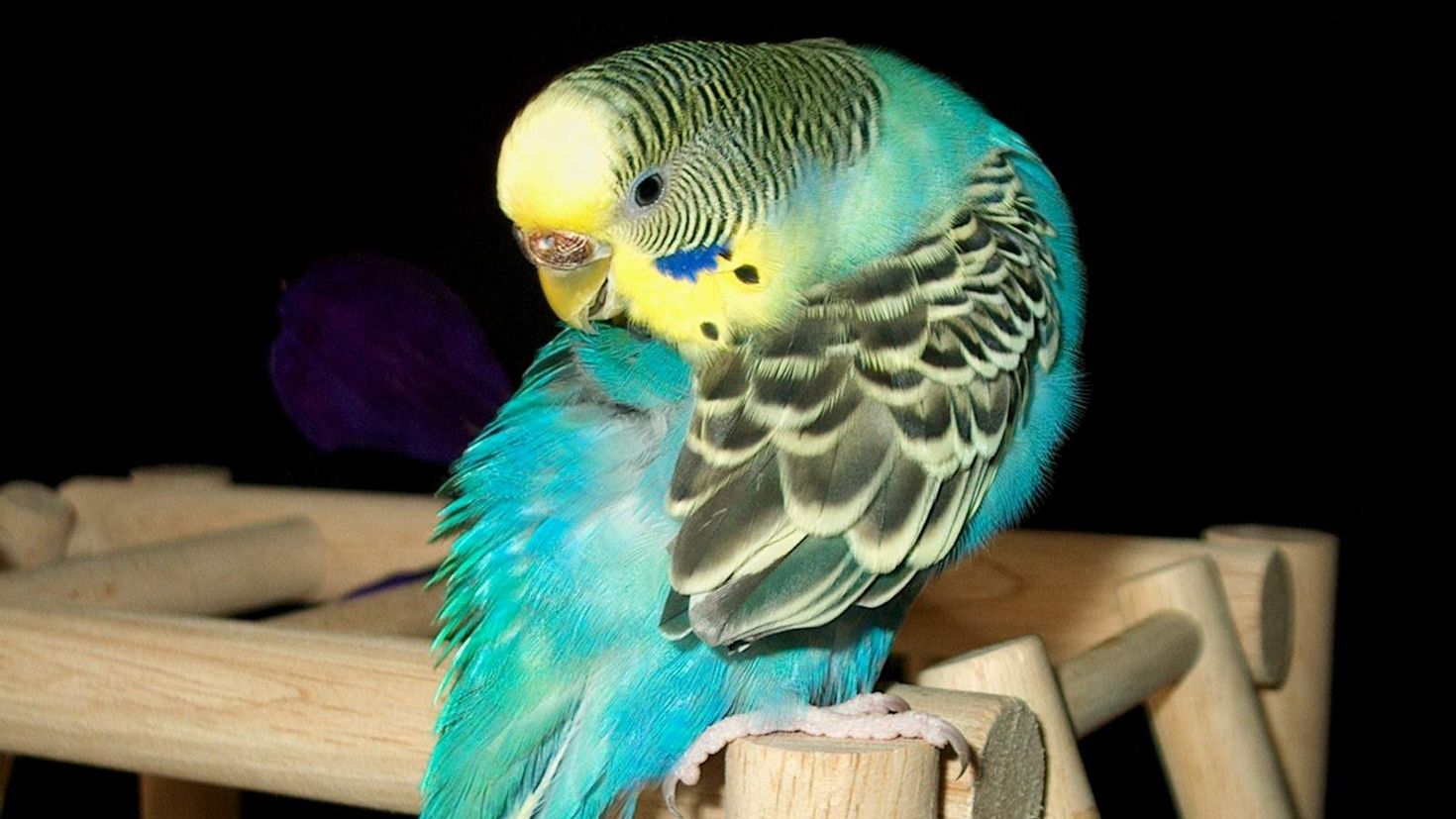 sırtını gagalayan mavi muhabbet kuşu