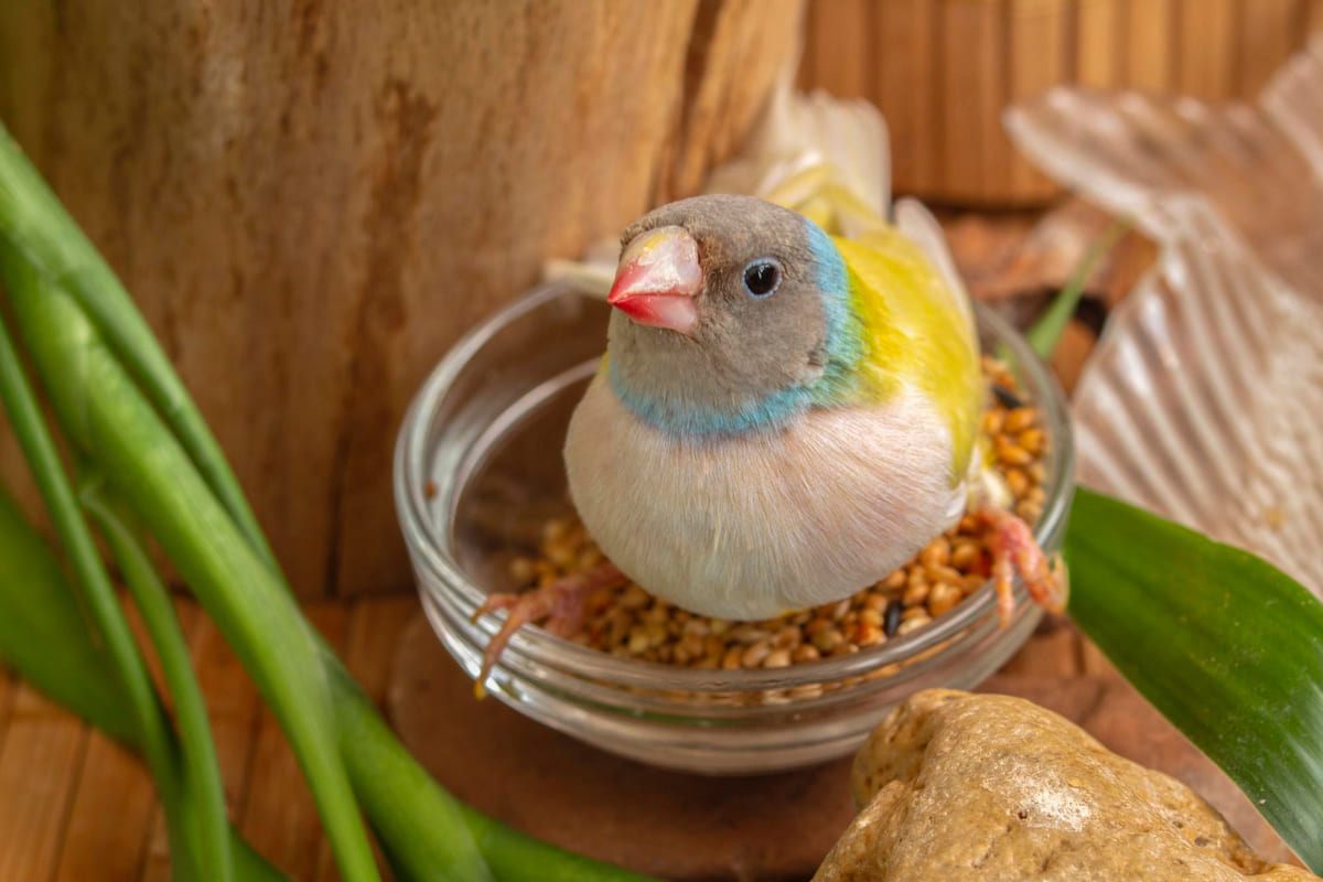 cam kaptaki yemlerin üzerinde duran renkli kuş türü