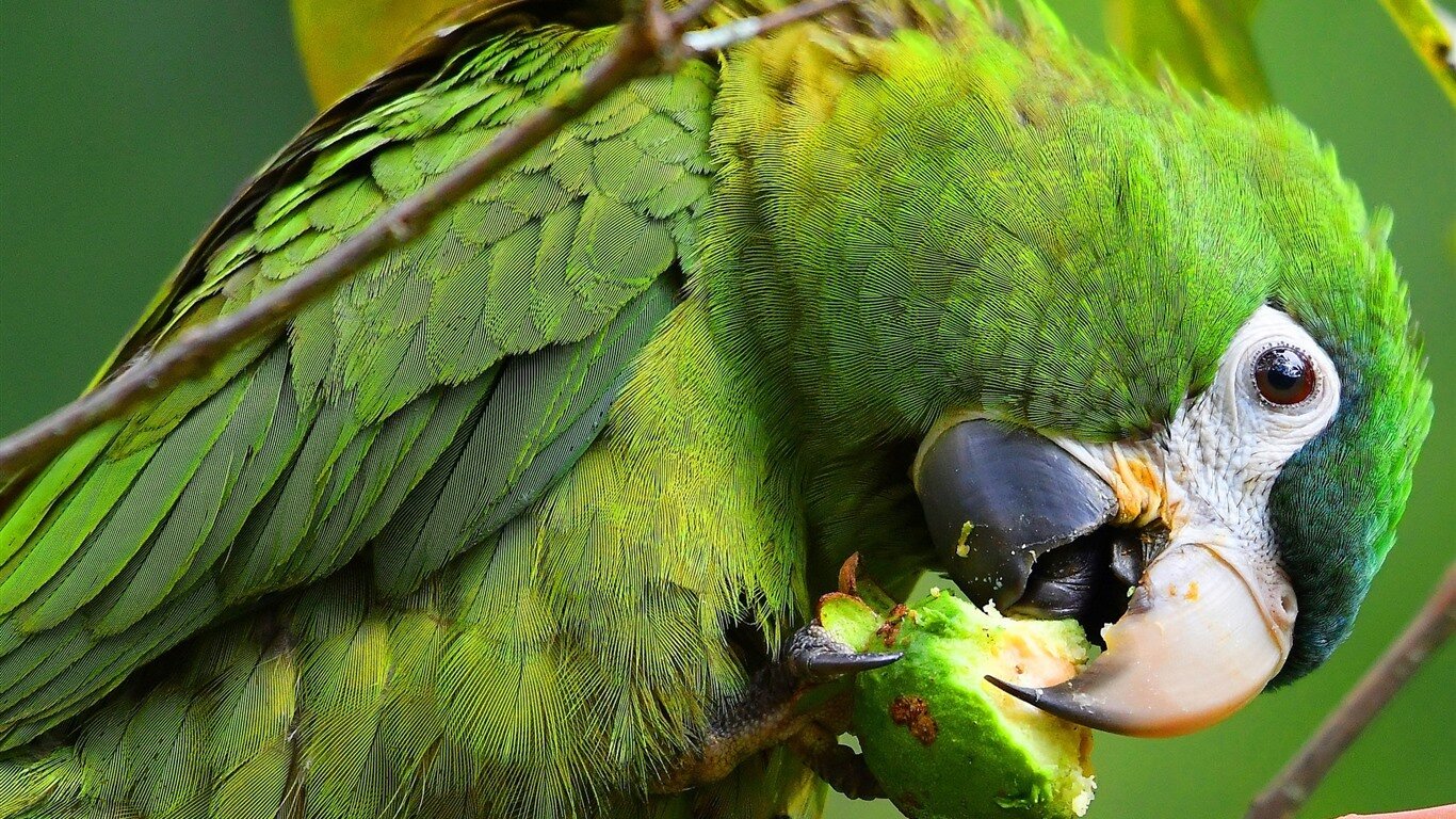 meyve yiyen papağan