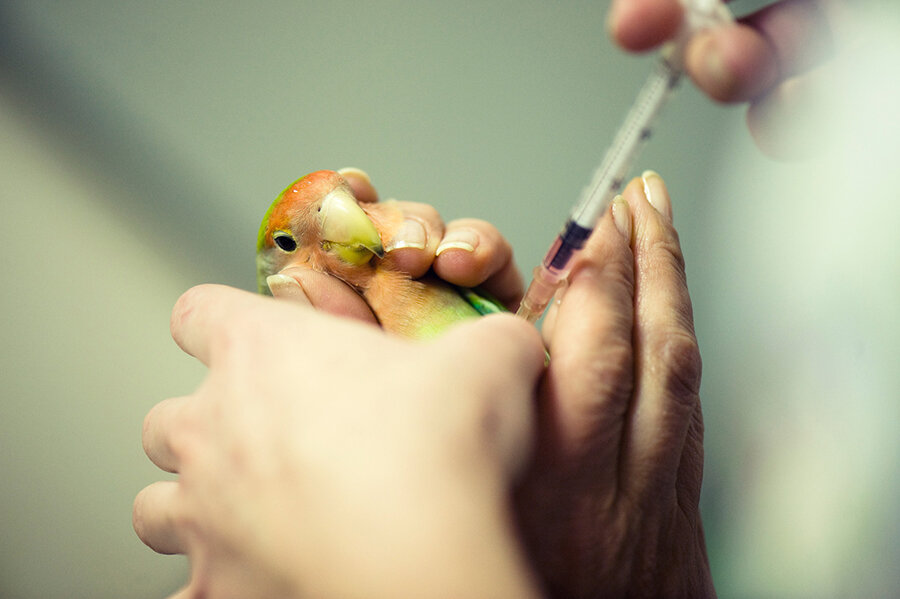 enjeksiyon yapılan kuş