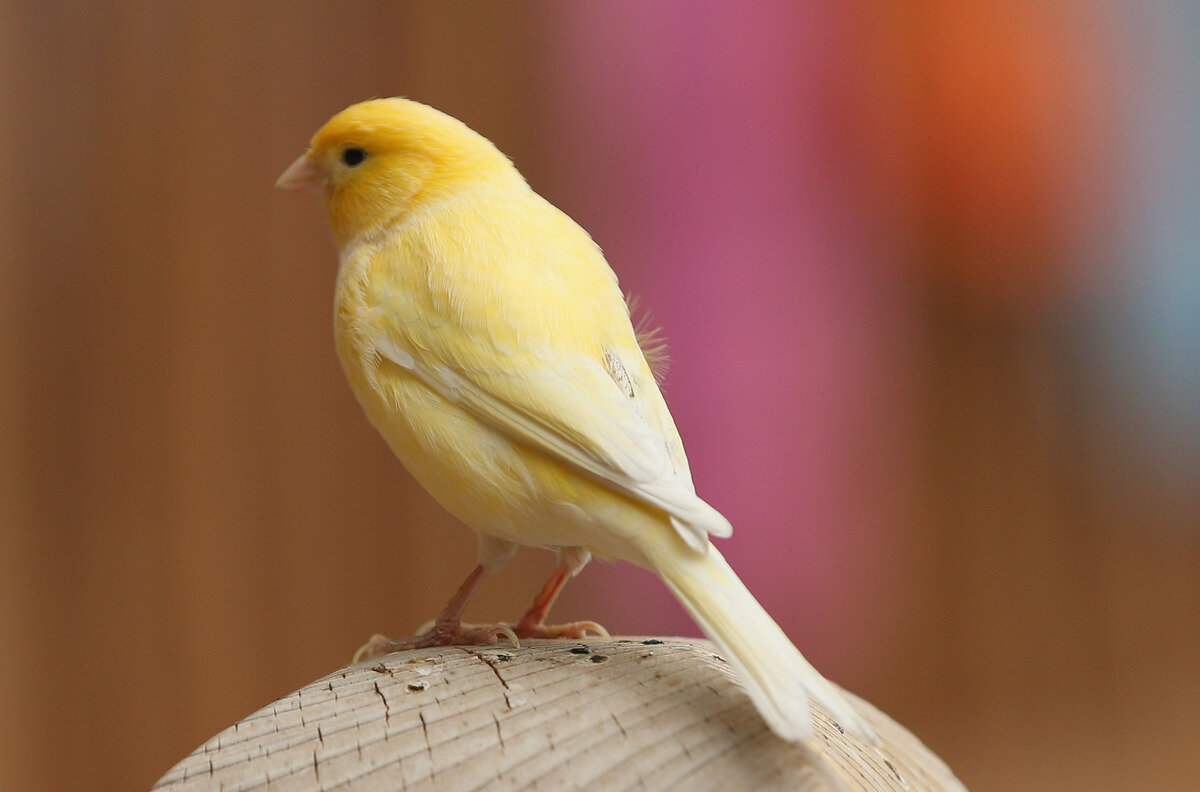 ayakta duran sarı kuş