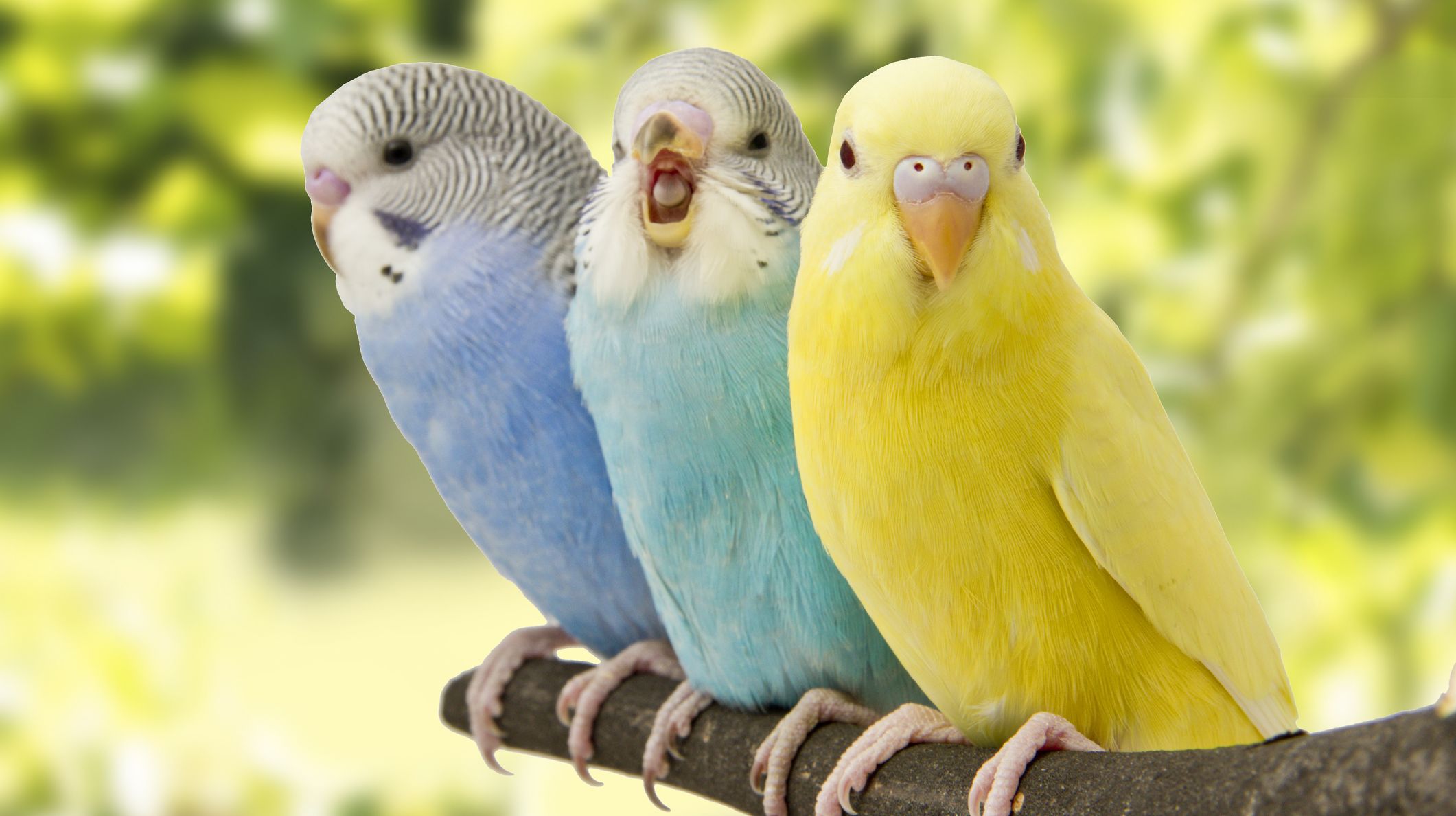 bir dalda yan yana duran mavi, sarı ve yeşil renkli muhabbet kuşları