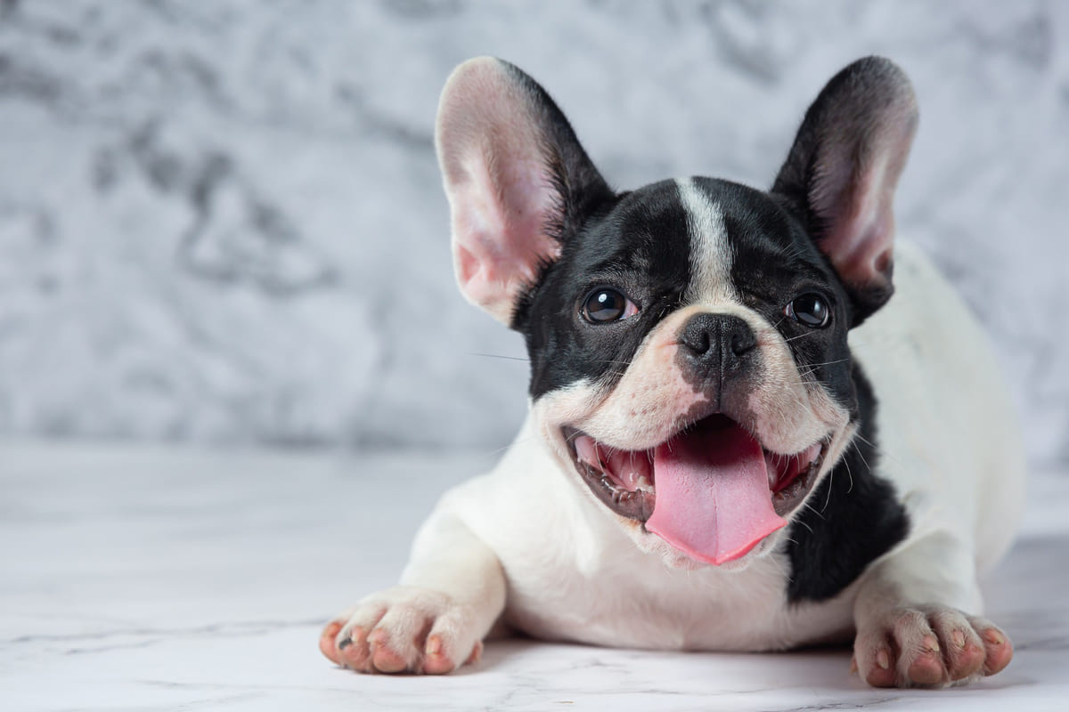 siyah beyaz French buldog yerde yatıyor