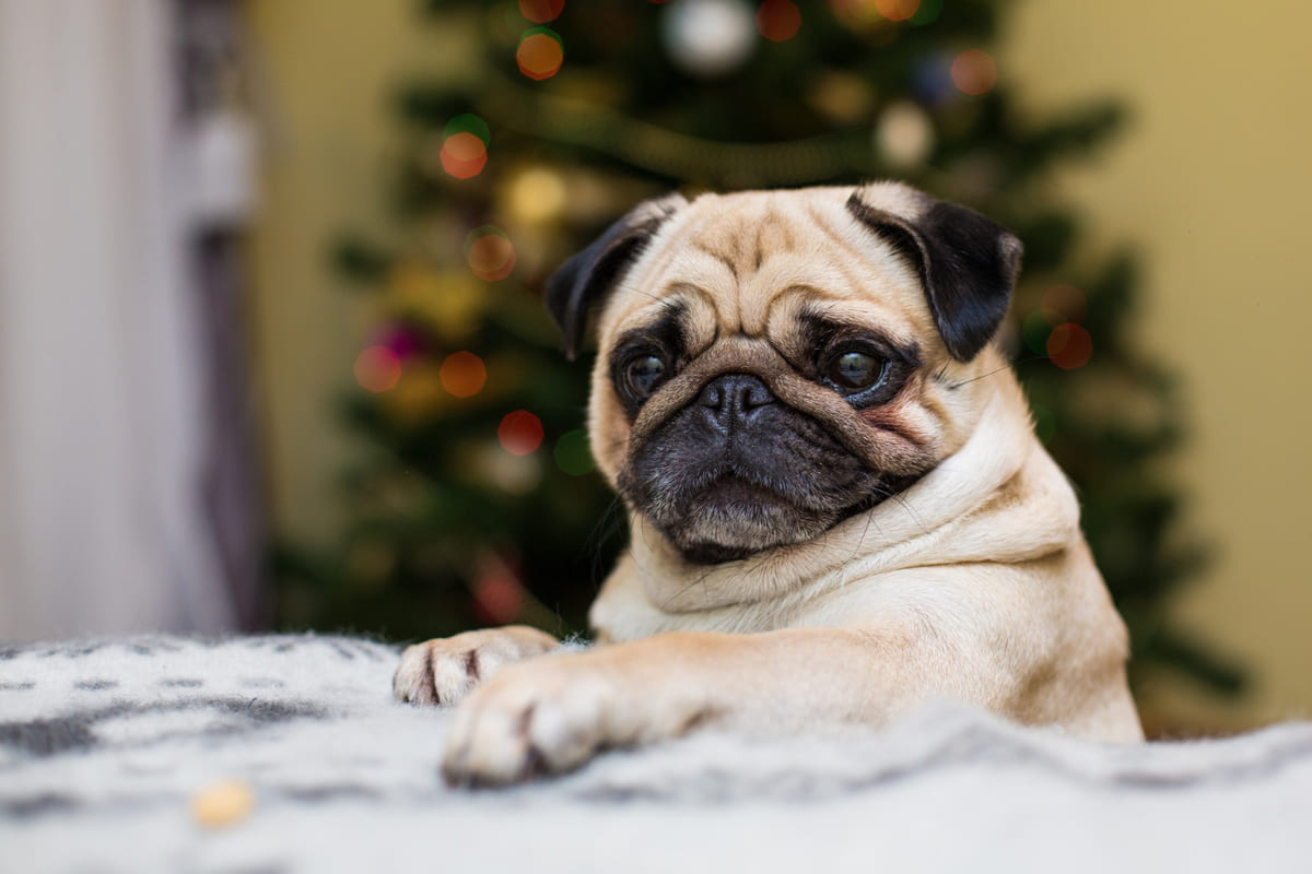 kadraja bakan bug cinsi köpek