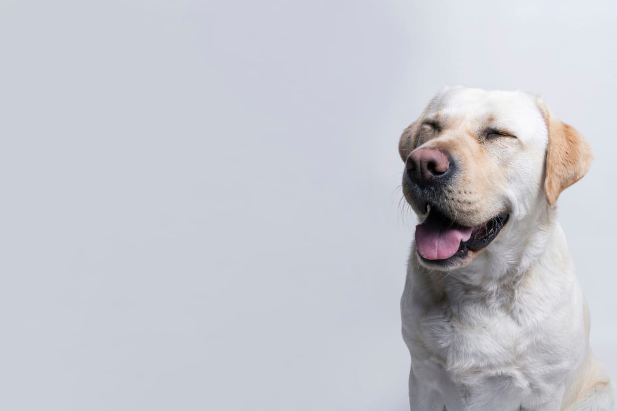 Labrador Retriever ırkına mensup köpek