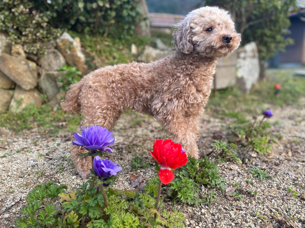 Lagotto Romagnolo