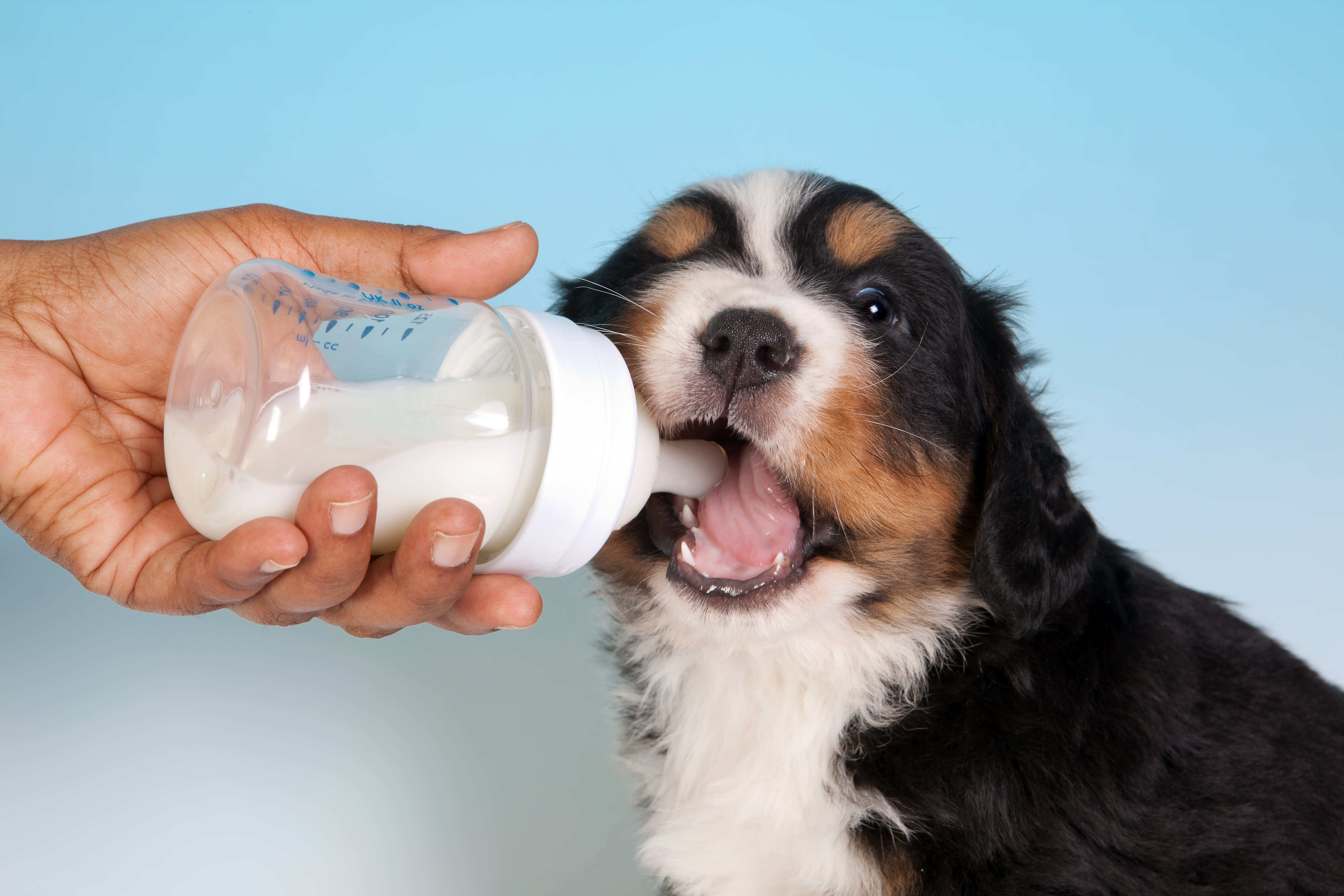 biberondan süt içen köpek 