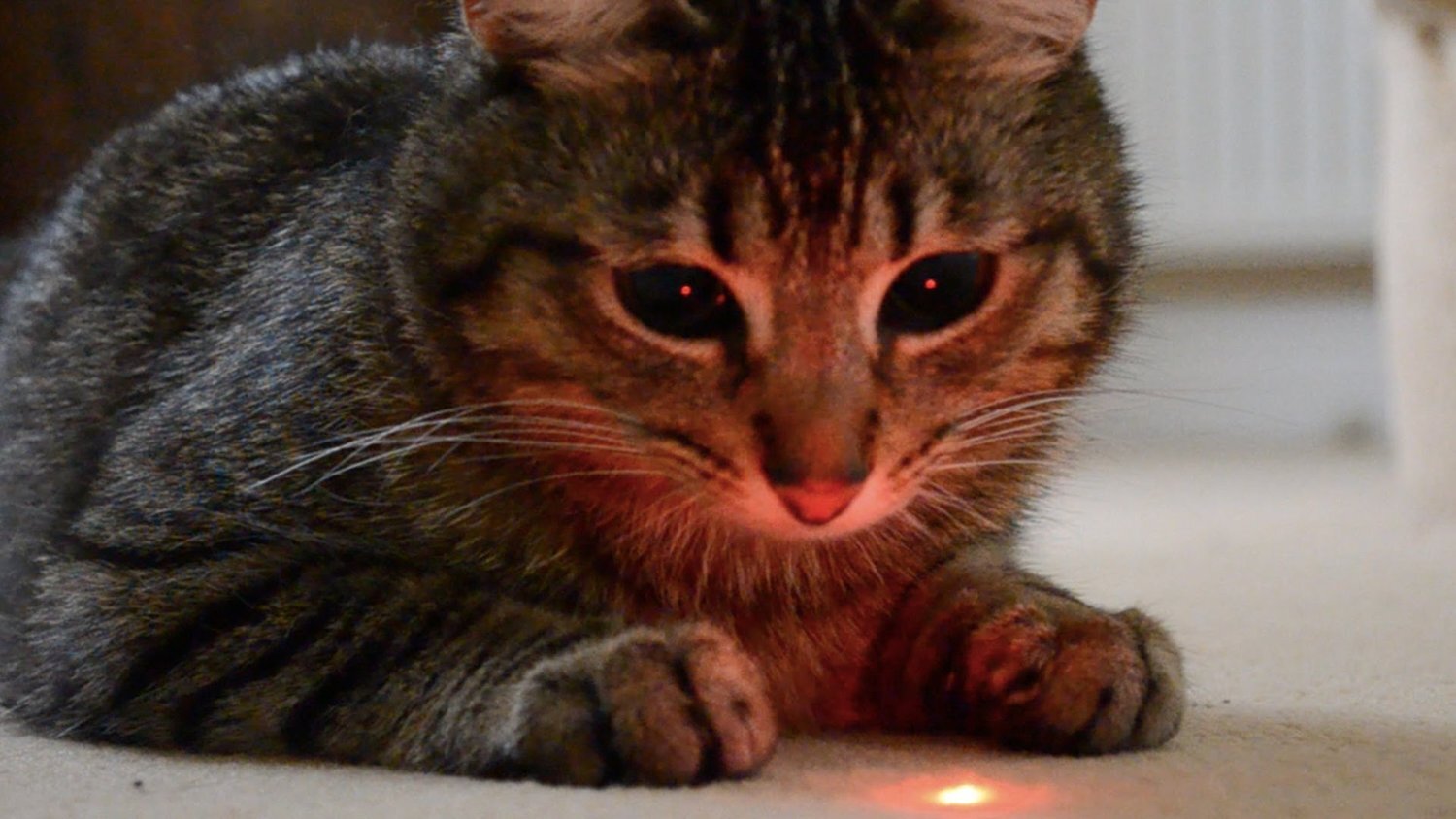 halı üstündeki lazer ışığına kitlenmiş kedi