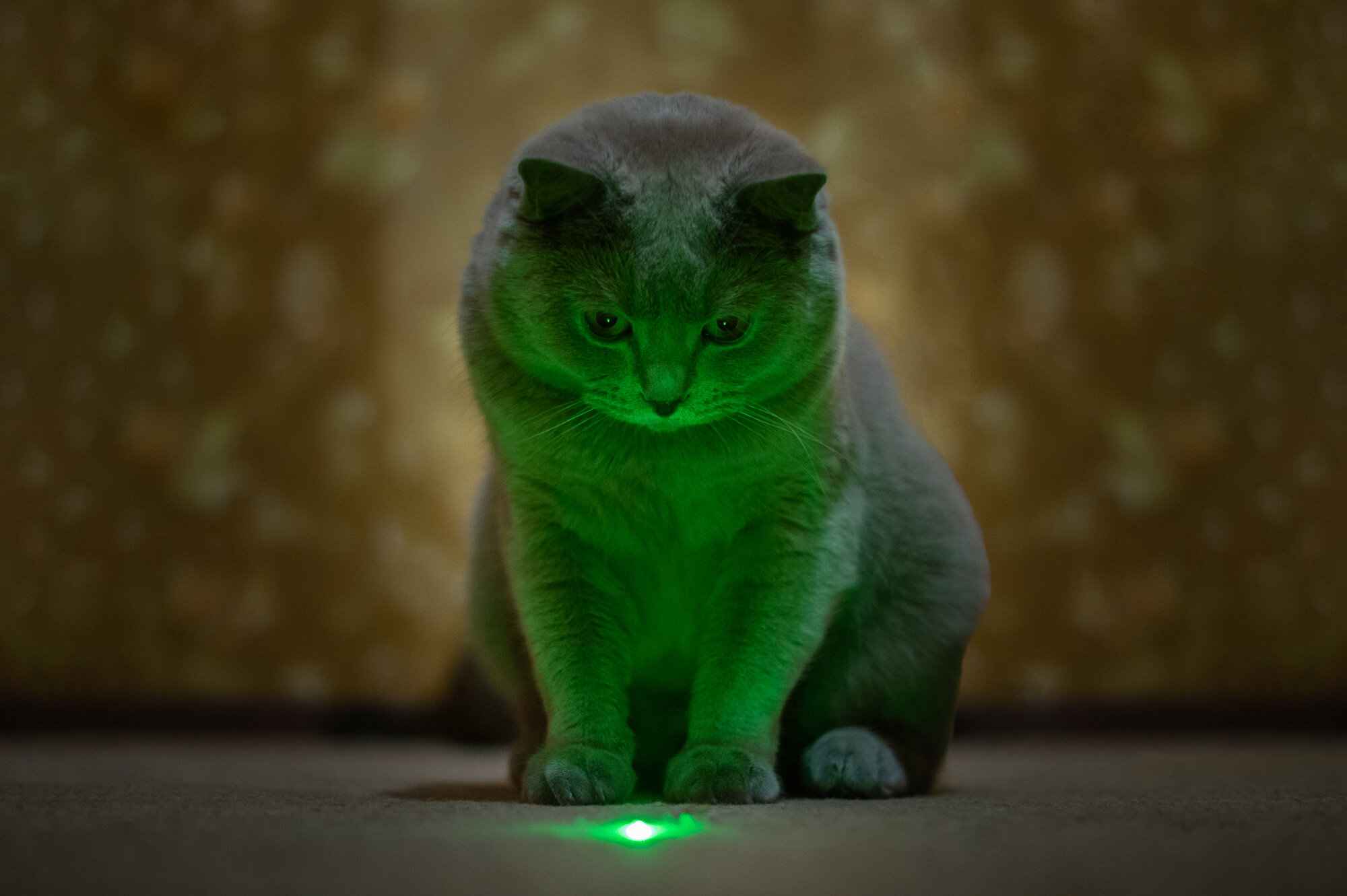 lazer ışığına bakan kedi