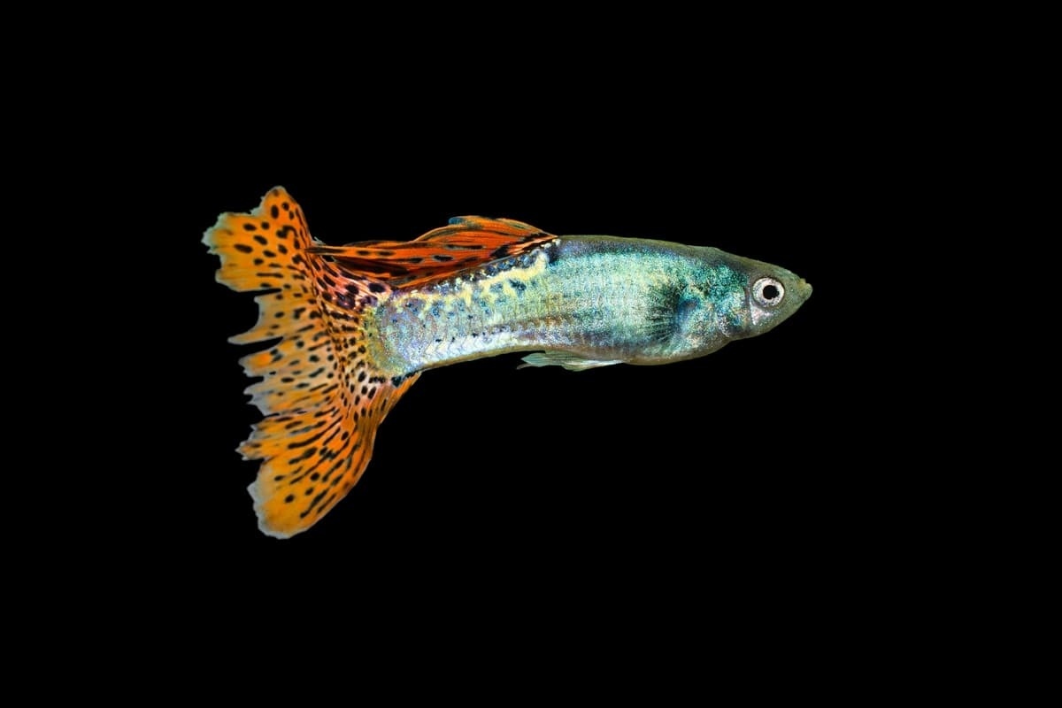 siyah fonda lepistes