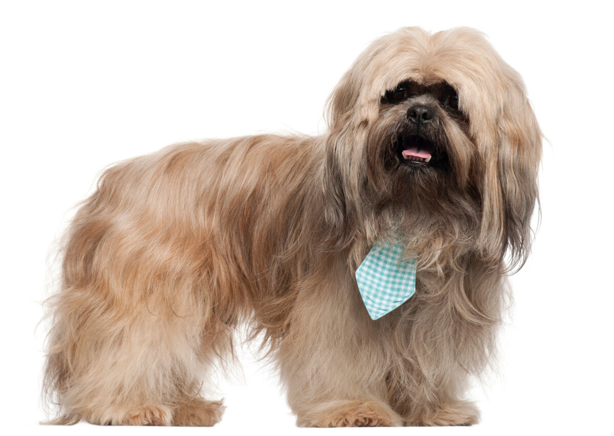 lhasa apso