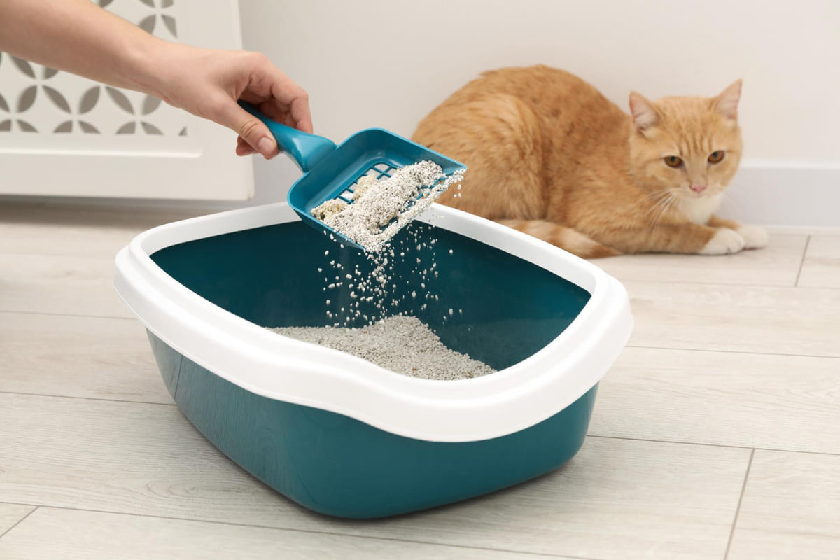 kedi tuvaleti temizleniyor