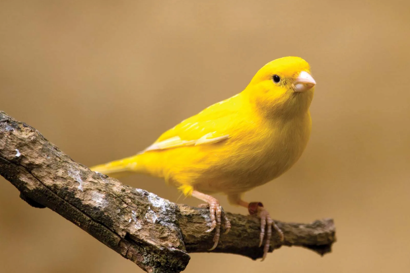 dalda duran sarı tüylü kuş
