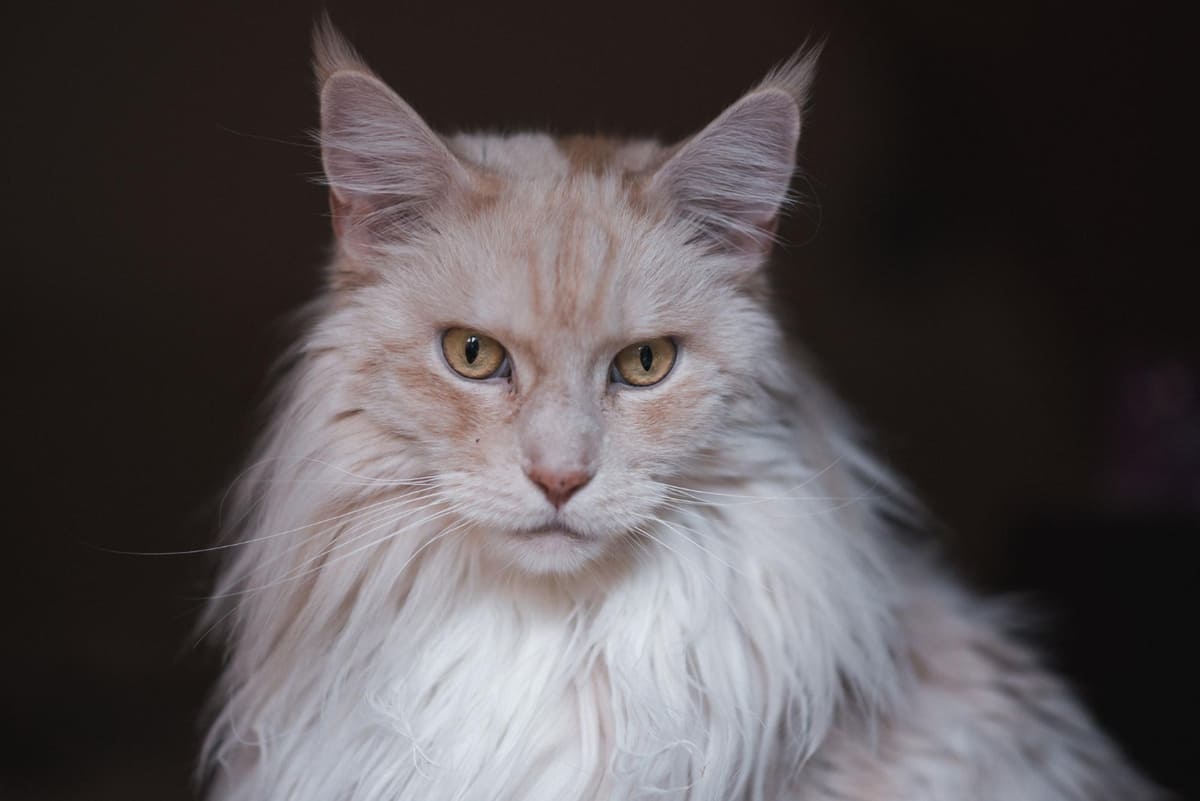 açık renk tüylere sahip Maine Coon kedisi