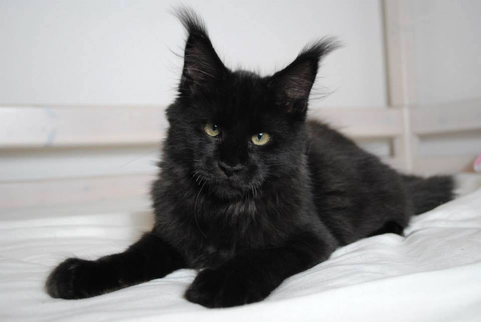 siyah tüylü maine coon kedisi