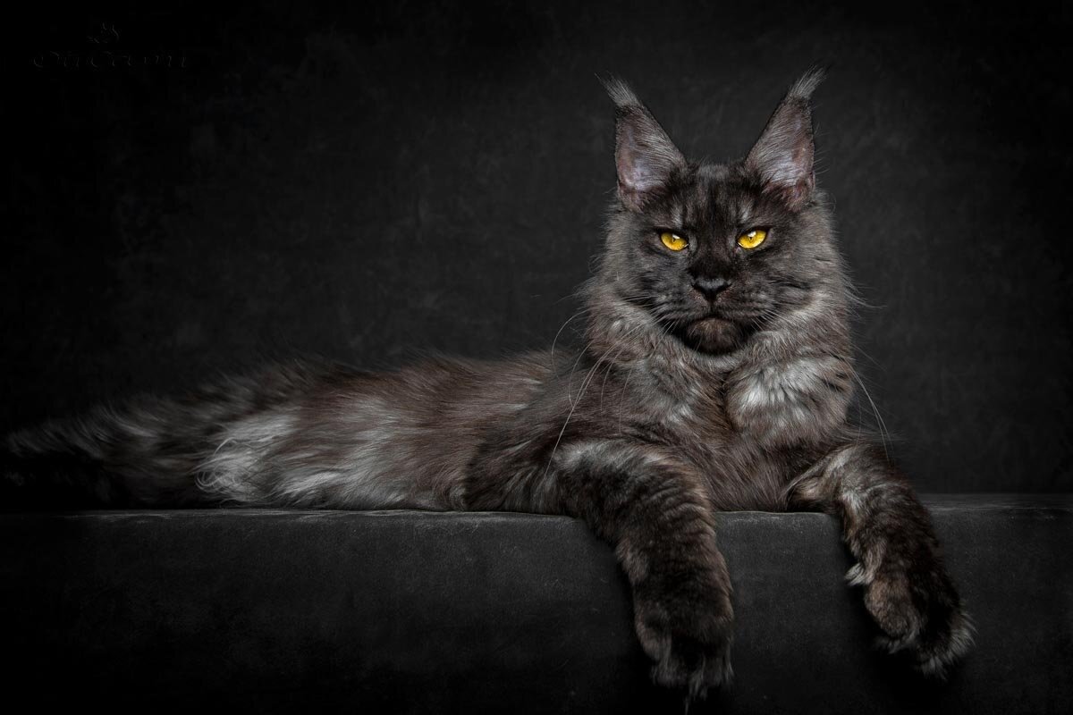 gri siyah renkli maine coon