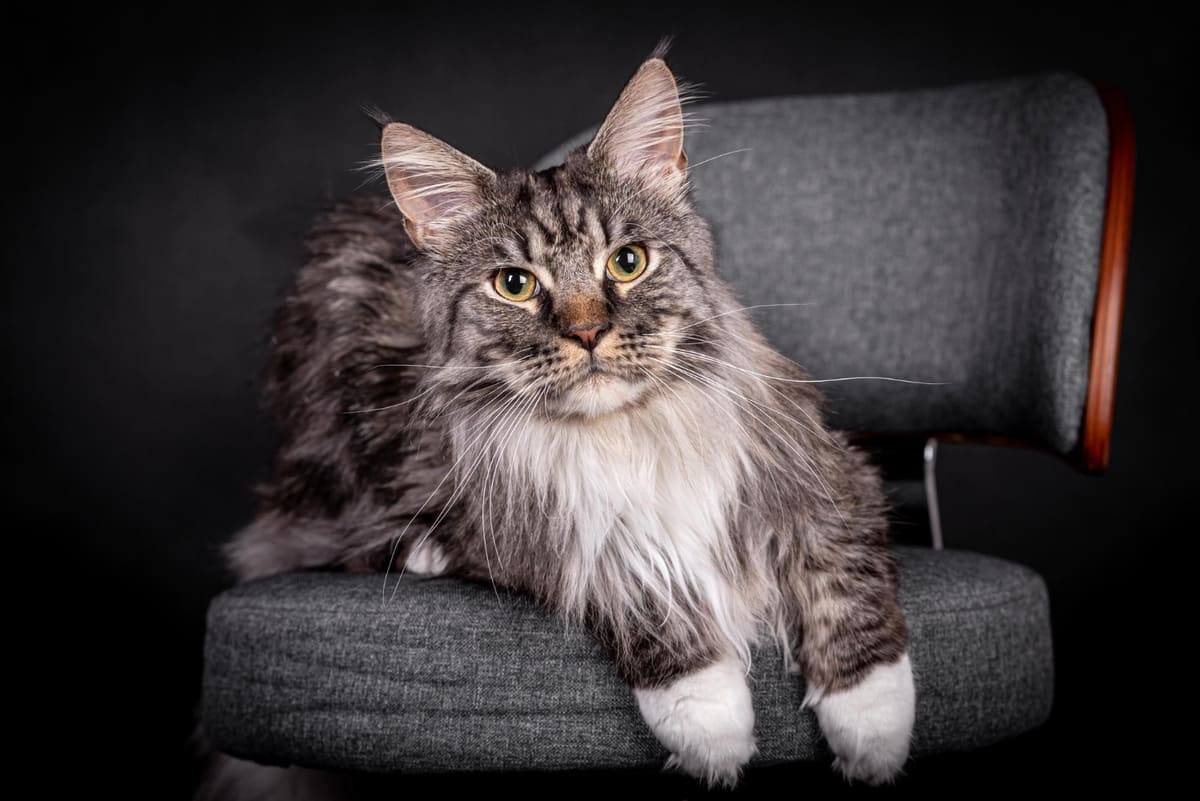 gri sandalyede oturan maine coon ırkı kedi