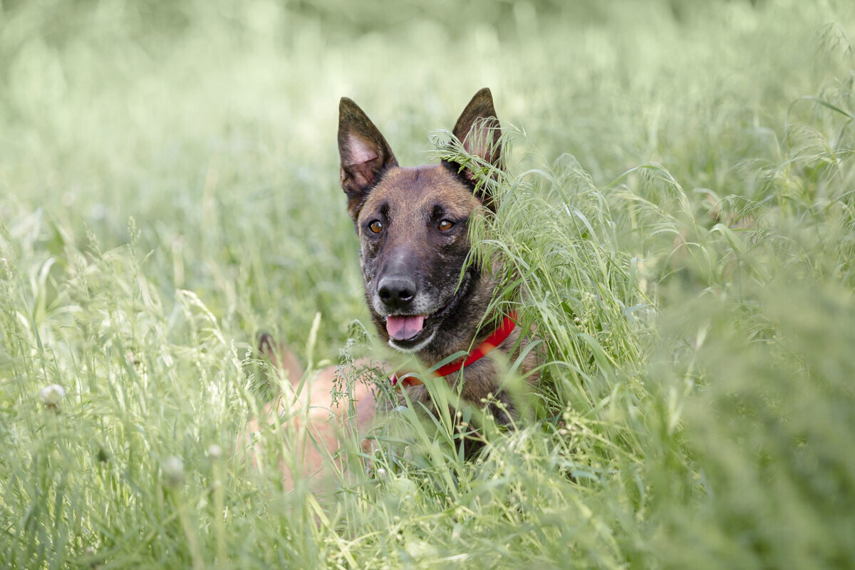 uzun otlarına arasında yatan kırmızı tasmalı Malinois