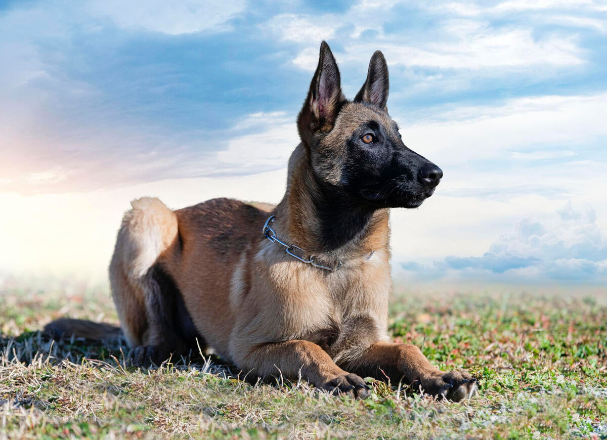 güzelliği ile dikkat çeken Malinois 