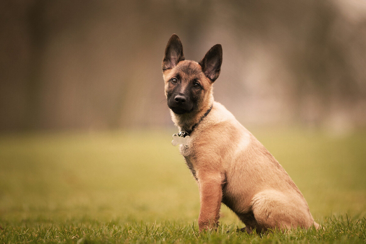 sevimli gözleri ile karşıya bakan yavru Malinois