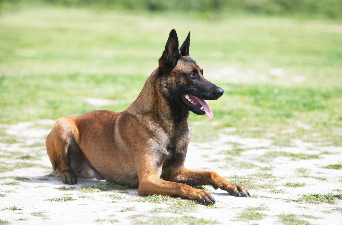 çimlere uzanmış Malinois