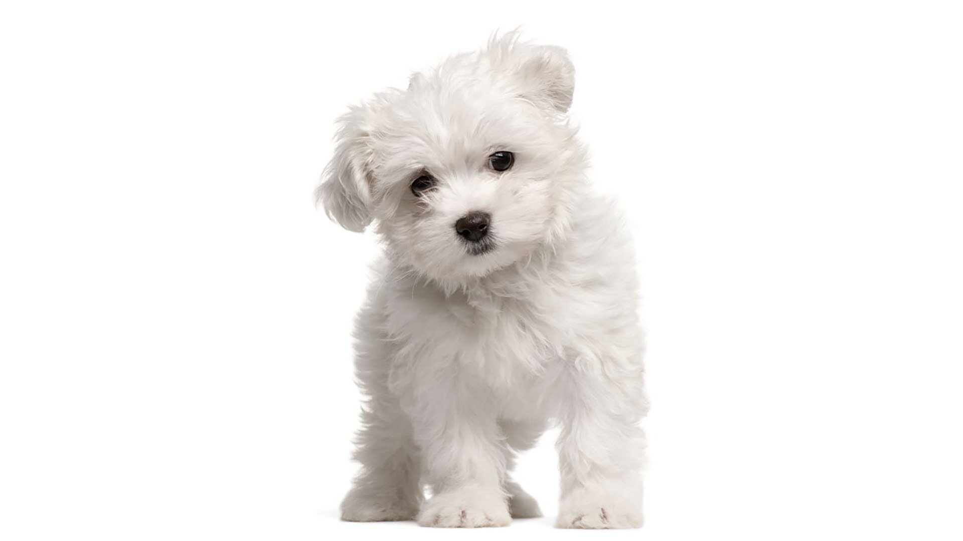 maltese Terrier ırkı köpek