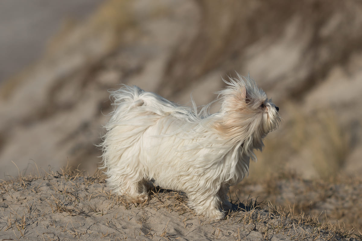 Maltese Terrier