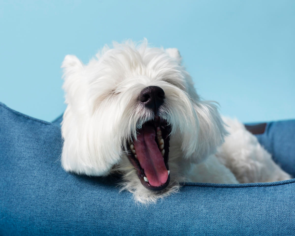 esneyen beyaz tüylü küçük ırk köpek