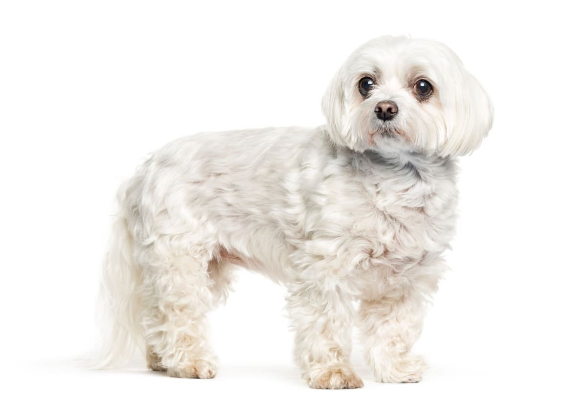 ayakta duran Maltese Terrier köpek