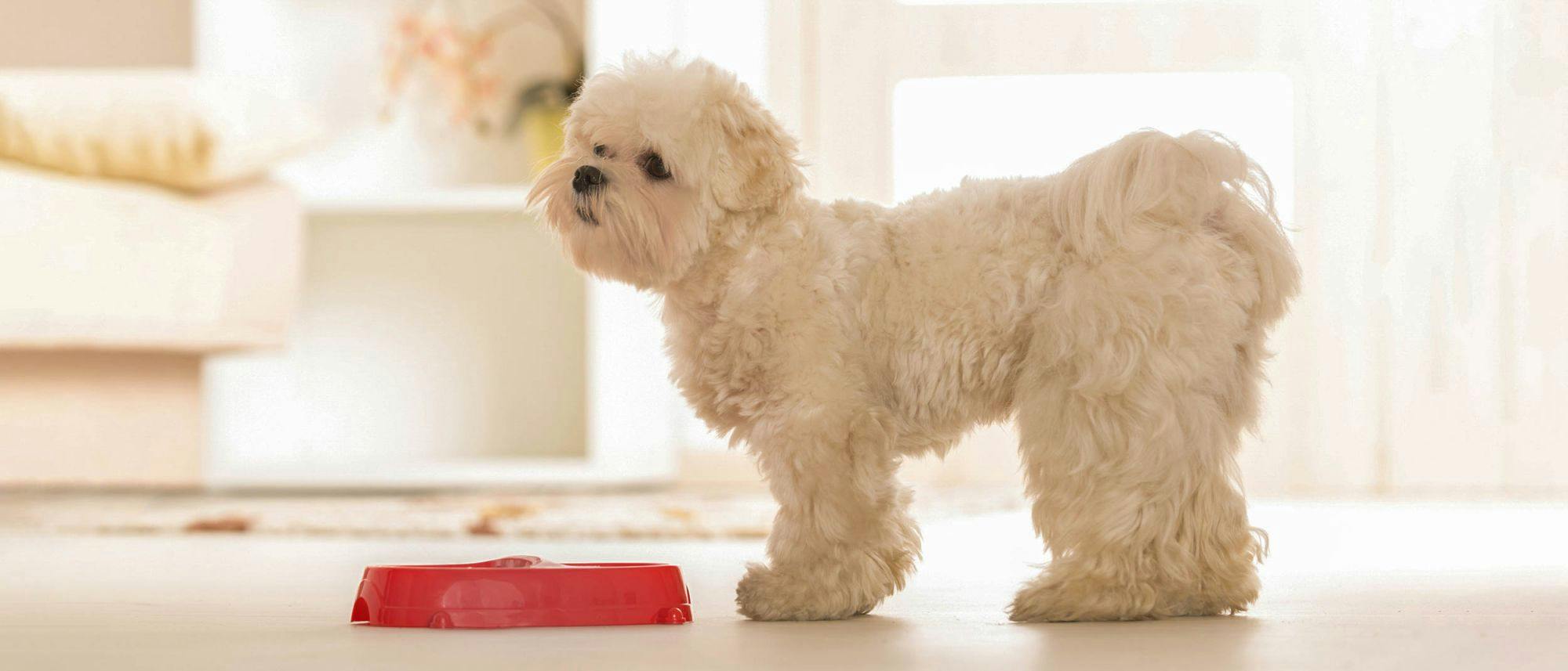 mama kabının başında duran Maltese Terrier
