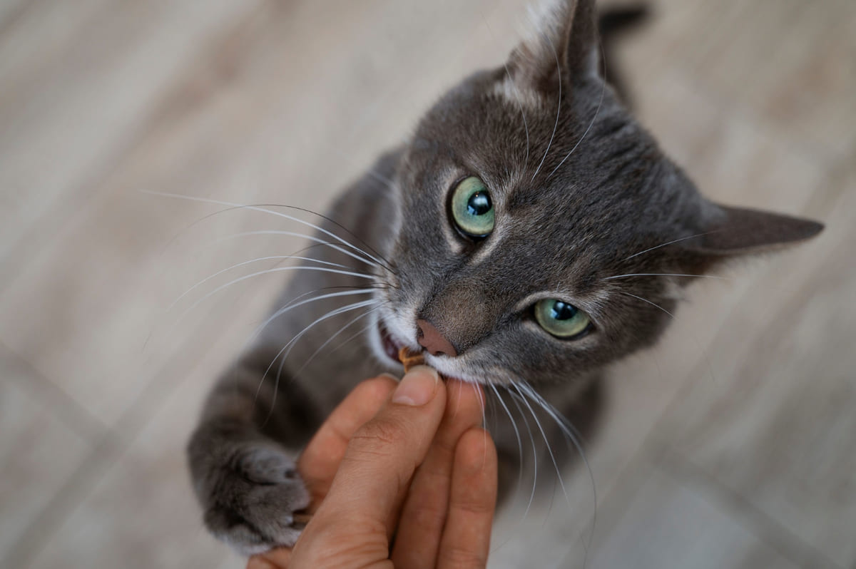 elden mama tanesi yerken kadraja bakan kedi